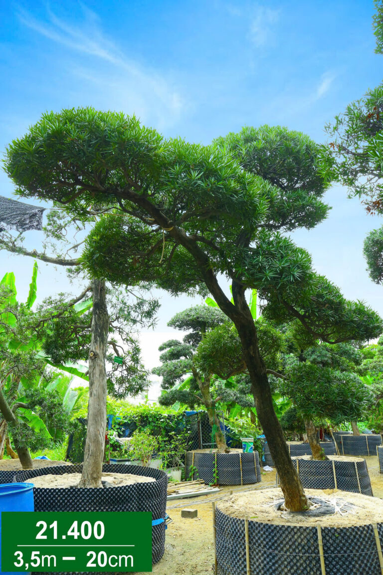 Hoa Trà Hồng 221400