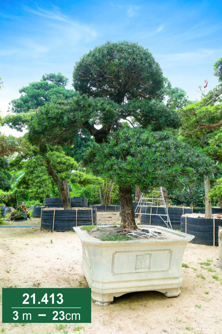 Hoa Trà 221413
