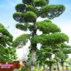 Hoa Trà Đỏ 221431