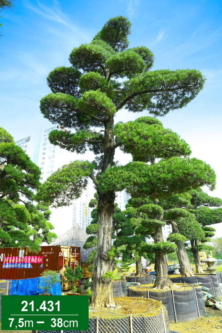 Hoa Trà Đỏ 221431