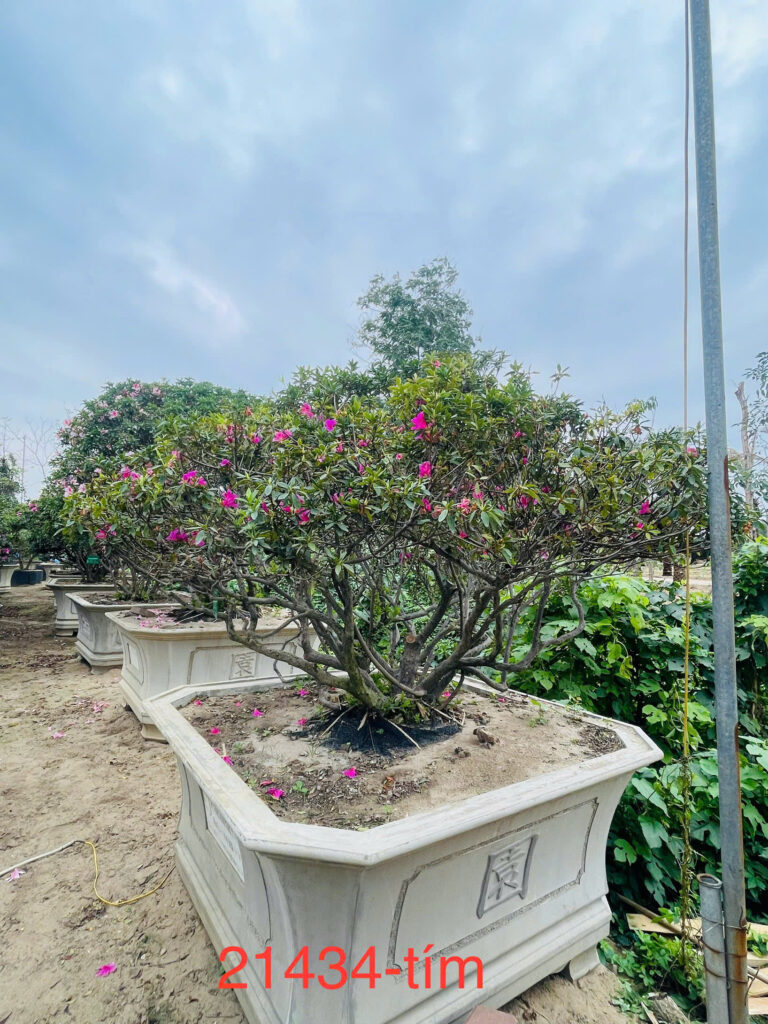 Đỗ Quyên 21434