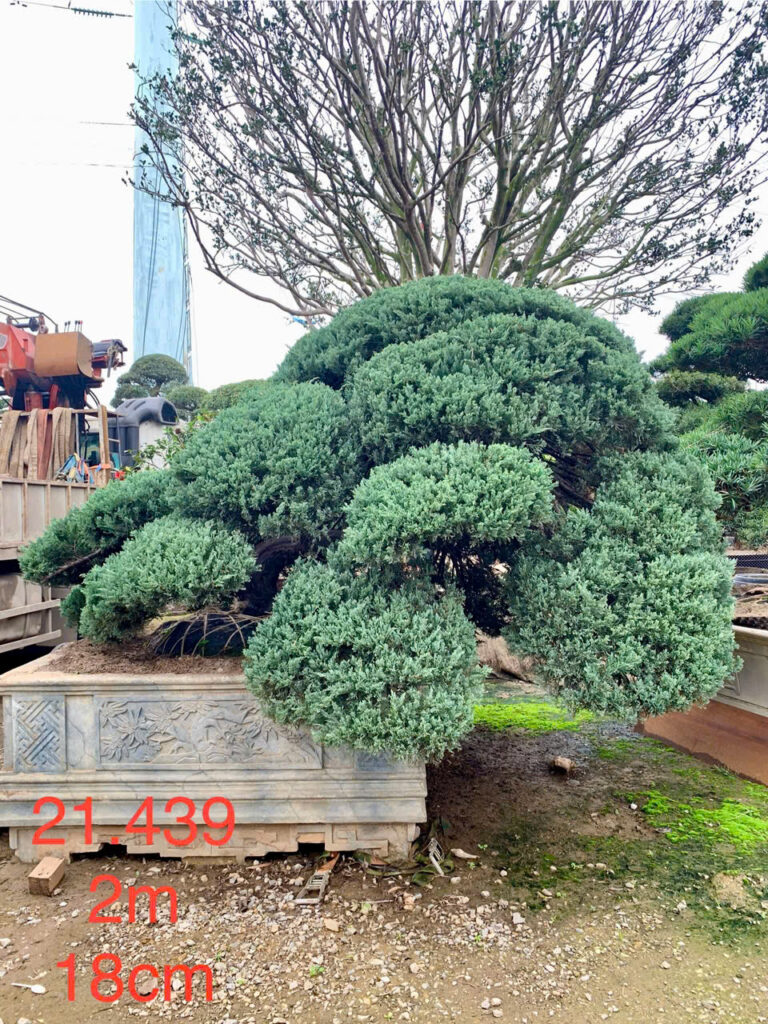 Tùng Xà 21439