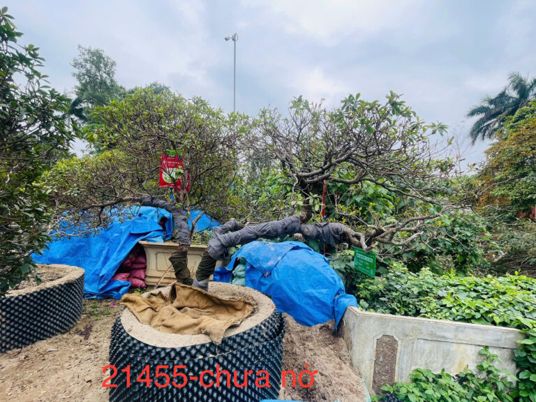 Đỗ Quyên 21455