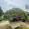 Đỗ quyên 21458