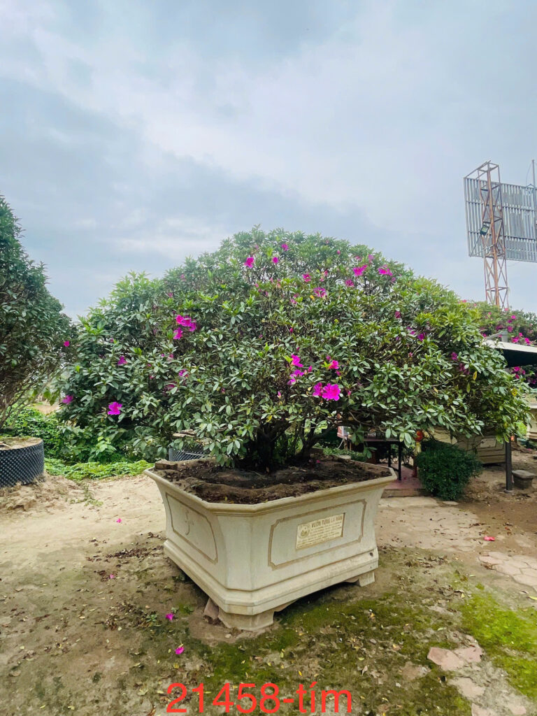 Đỗ Quyên 21458