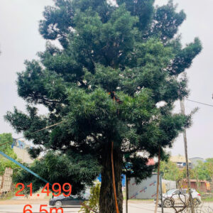 Tùng Xổng 21499