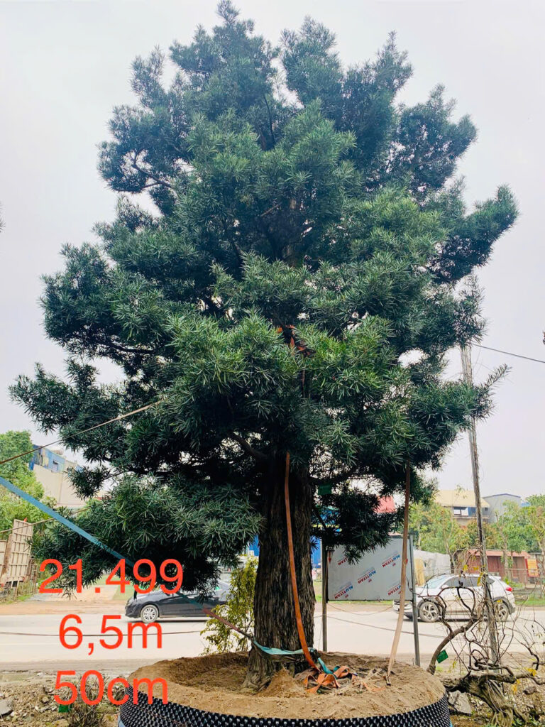 Tùng Xổng 21499
