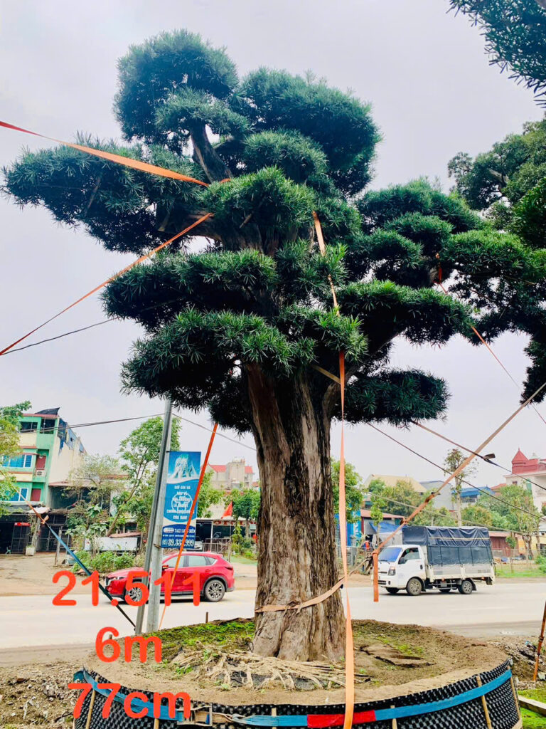 Tùng Xổng 21511