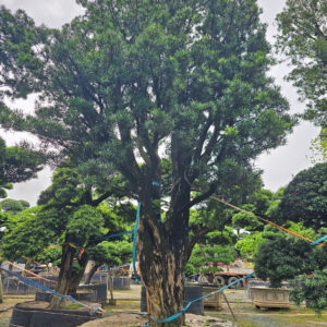 Tùng Xổng 21516