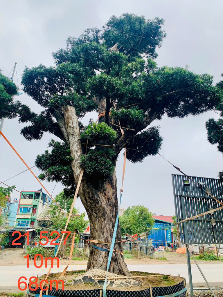 Tùng Xổng 21527