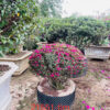 Hoa đỗ quyên 21551