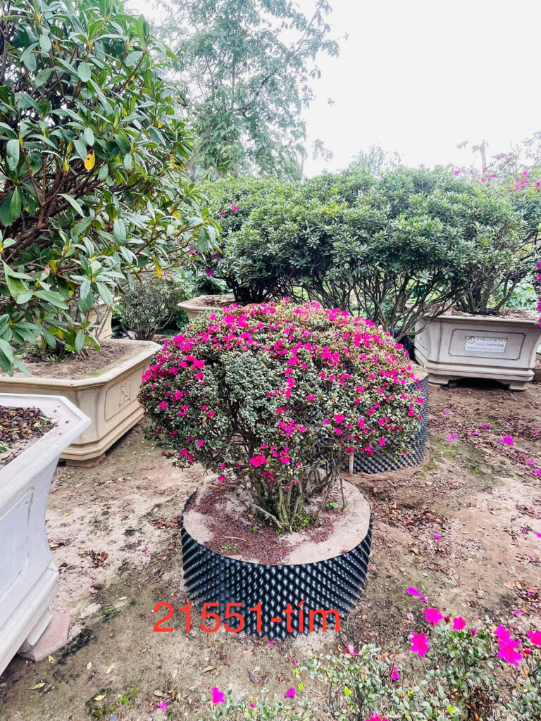 Hoa Đỗ Quyên 21551