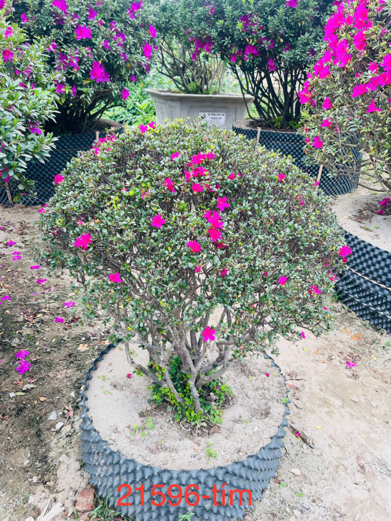 Hoa Đỗ Quyên 21596