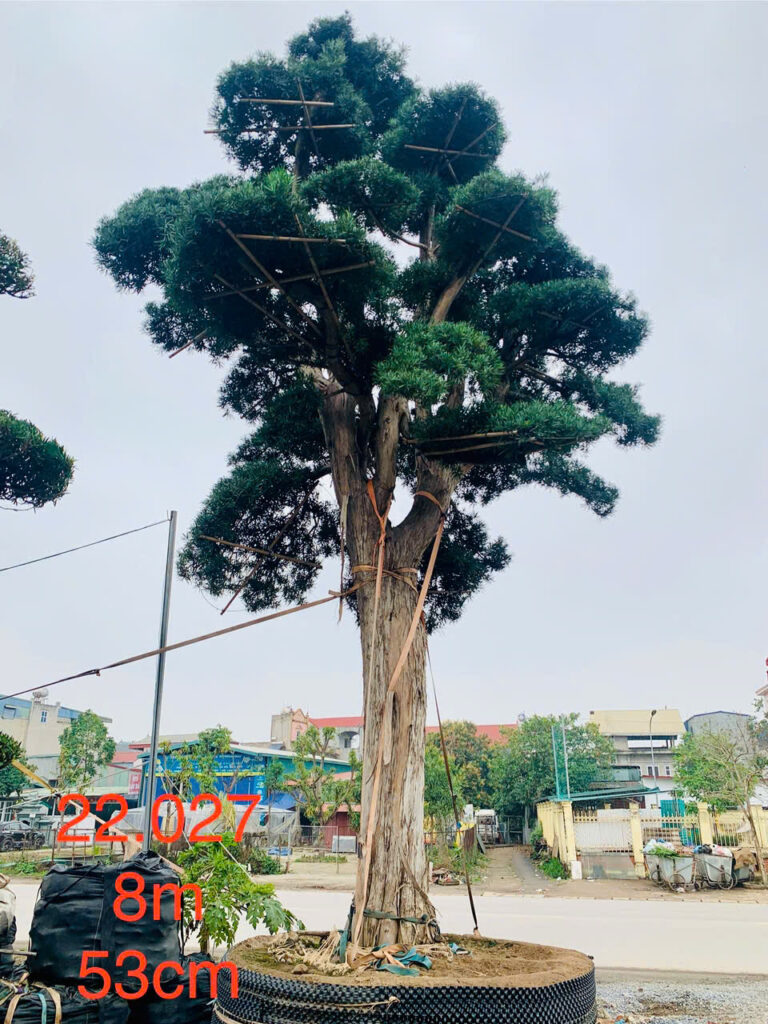 Tùng Xổng 22027