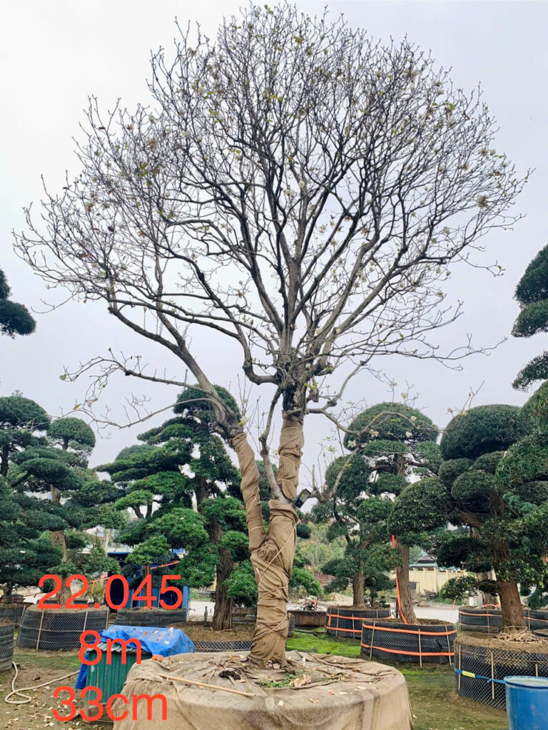 Hoa Mộc Lan 22045