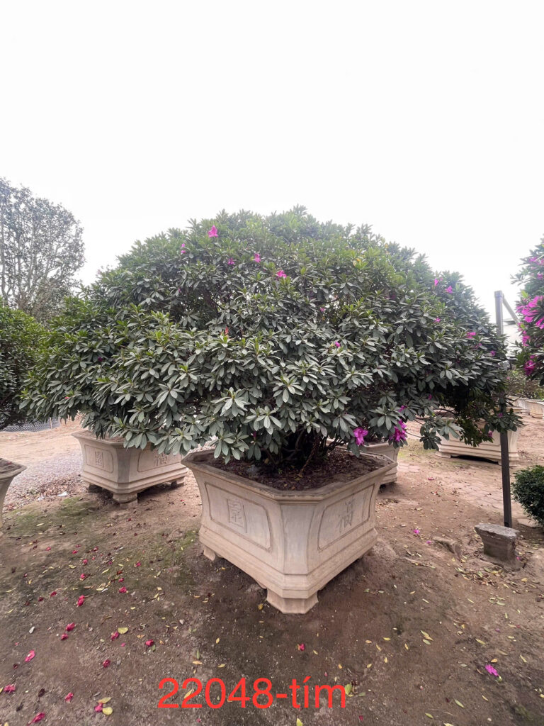 Đỗ Quyên 22048
