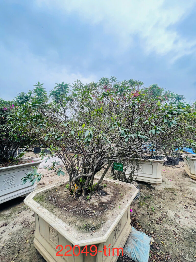 Hoa Đỗ Quyên 22049