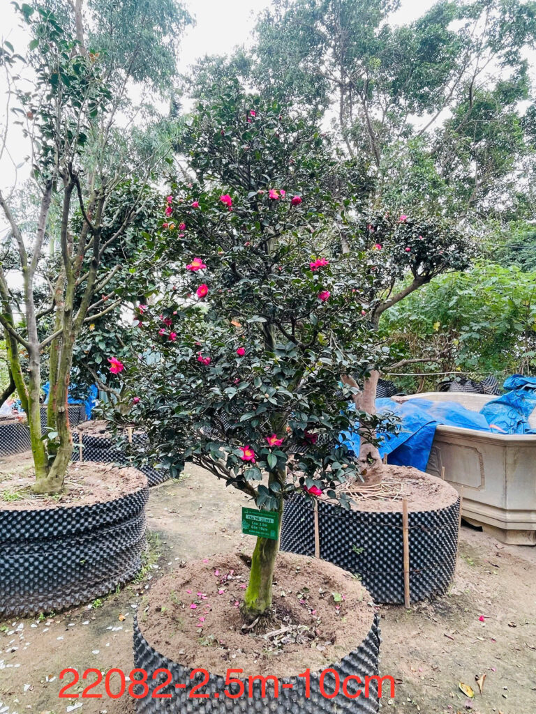 Hoa Trà Đỏ 22082