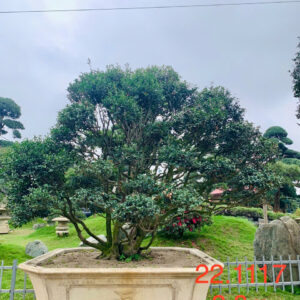 Hoa trà trắng 221117