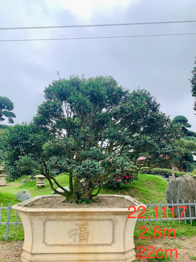 Hoa Trà Trắng 221117