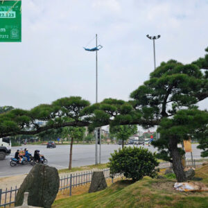 Thông Đen 22123