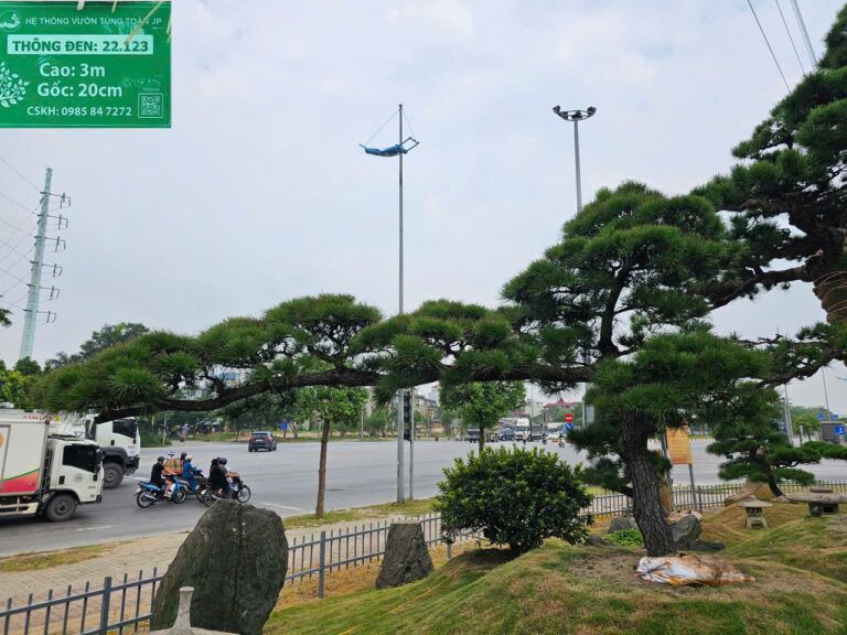 Thông Đen 22123