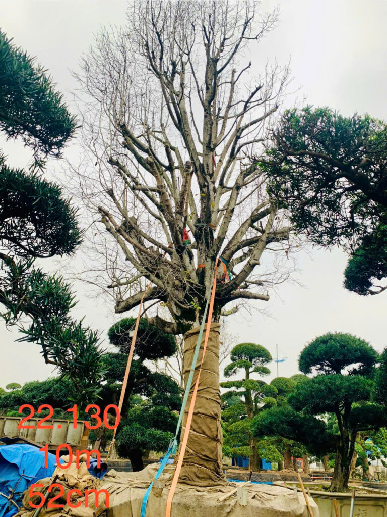 Mộc Lan 22130