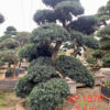 Tùng La Hán 221570