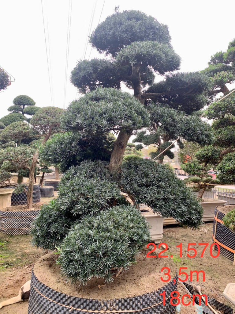Tùng La Hán 221570