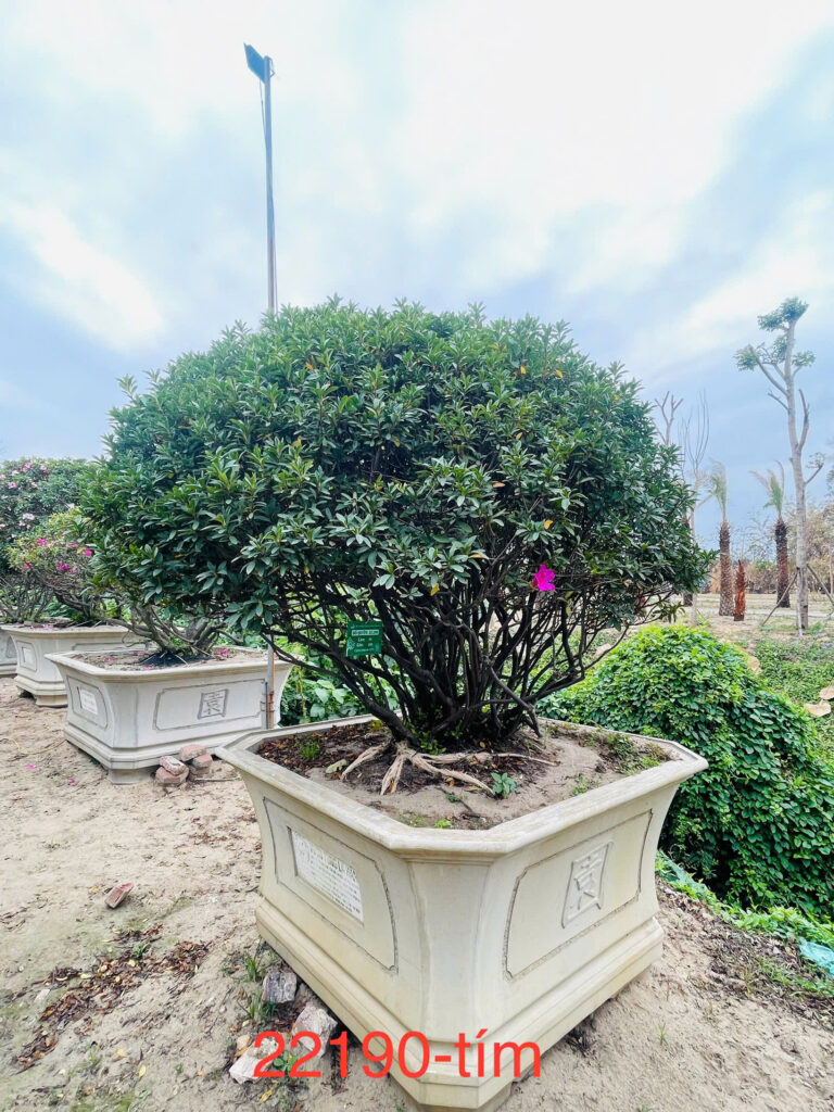 Hoa Đỗ Quyên 22190