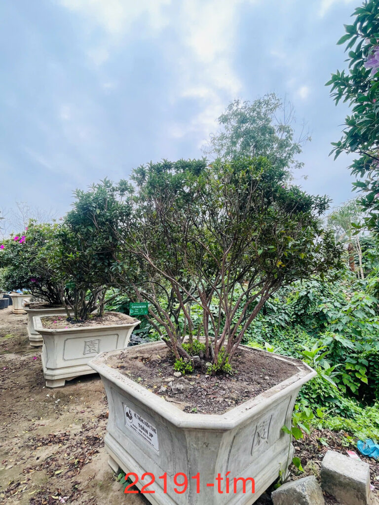 Hoa Đỗ Quyên 22191