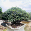 Hoa đỗ quyên 22192