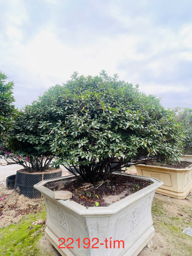Hoa Đỗ Quyên 22192