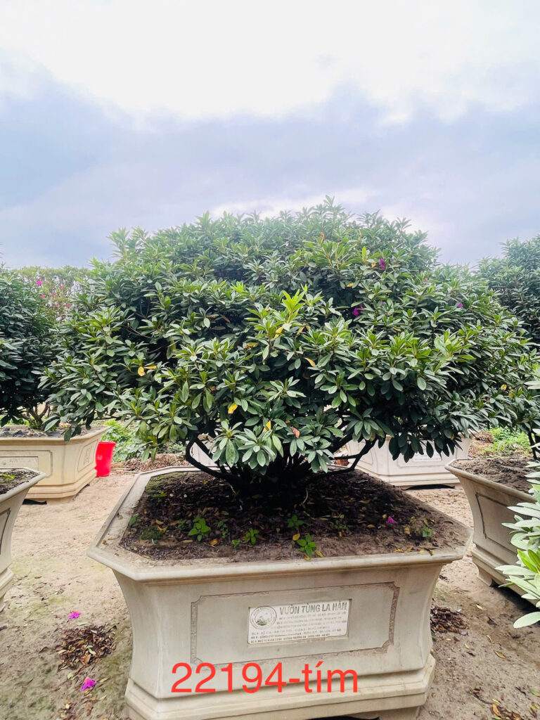 Hoa Đỗ Quyên 22194