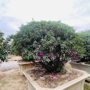 Hoa đỗ quyên 22198