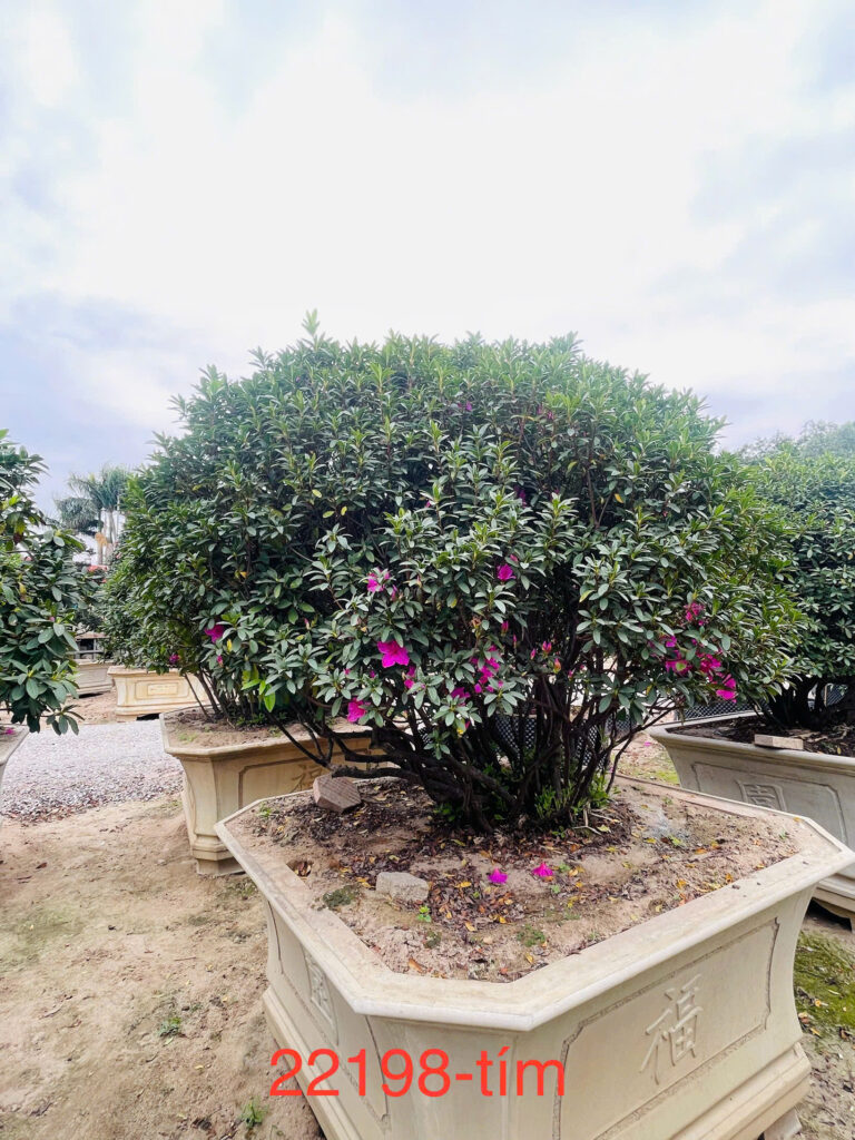 Hoa Đỗ Quyên 22198