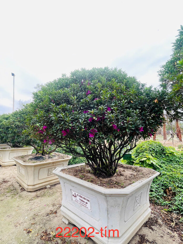 Hoa Đỗ Quyên 22202