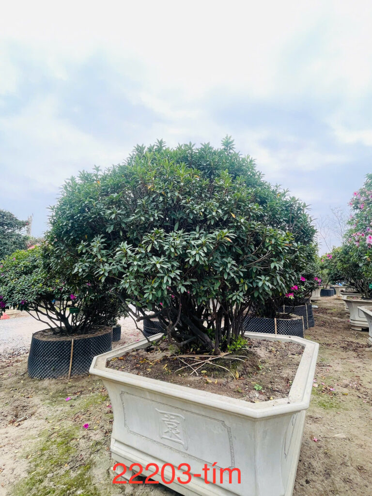Hoa Đỗ Quyên 22203