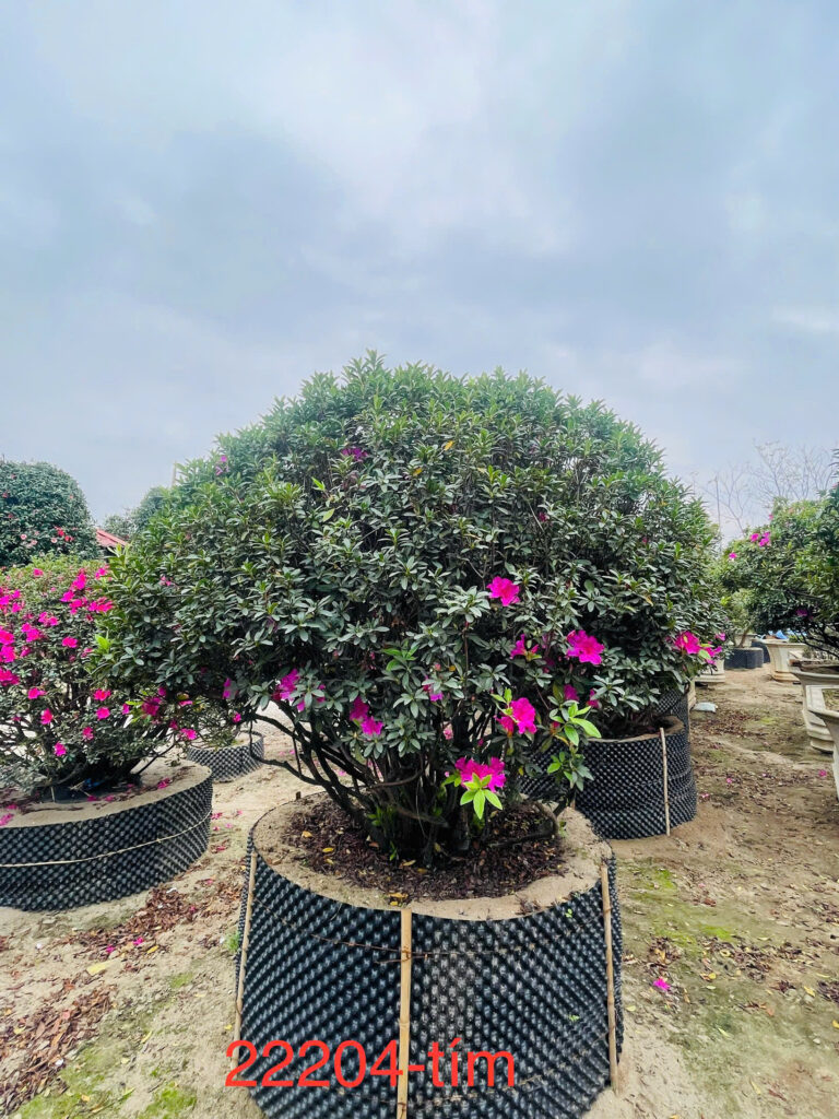 Hoa Đỗ Quyên 22204