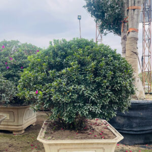 Hoa đỗ quyên 22206