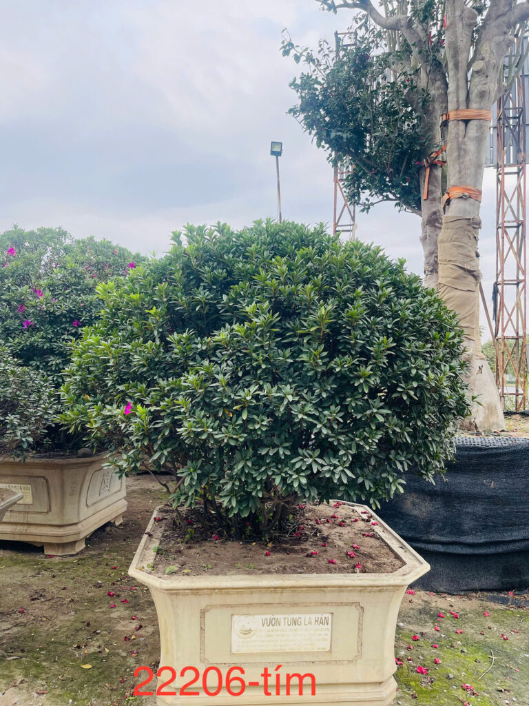 Hoa Đỗ Quyên 22206