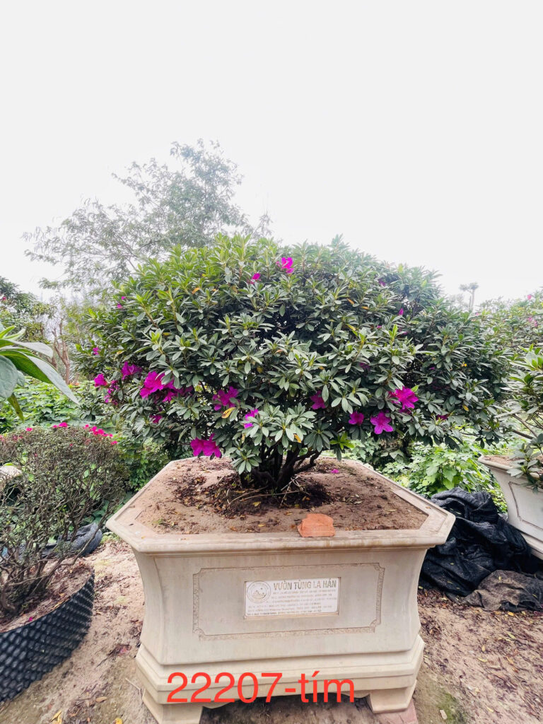 Hoa Đỗ Quyên 22207
