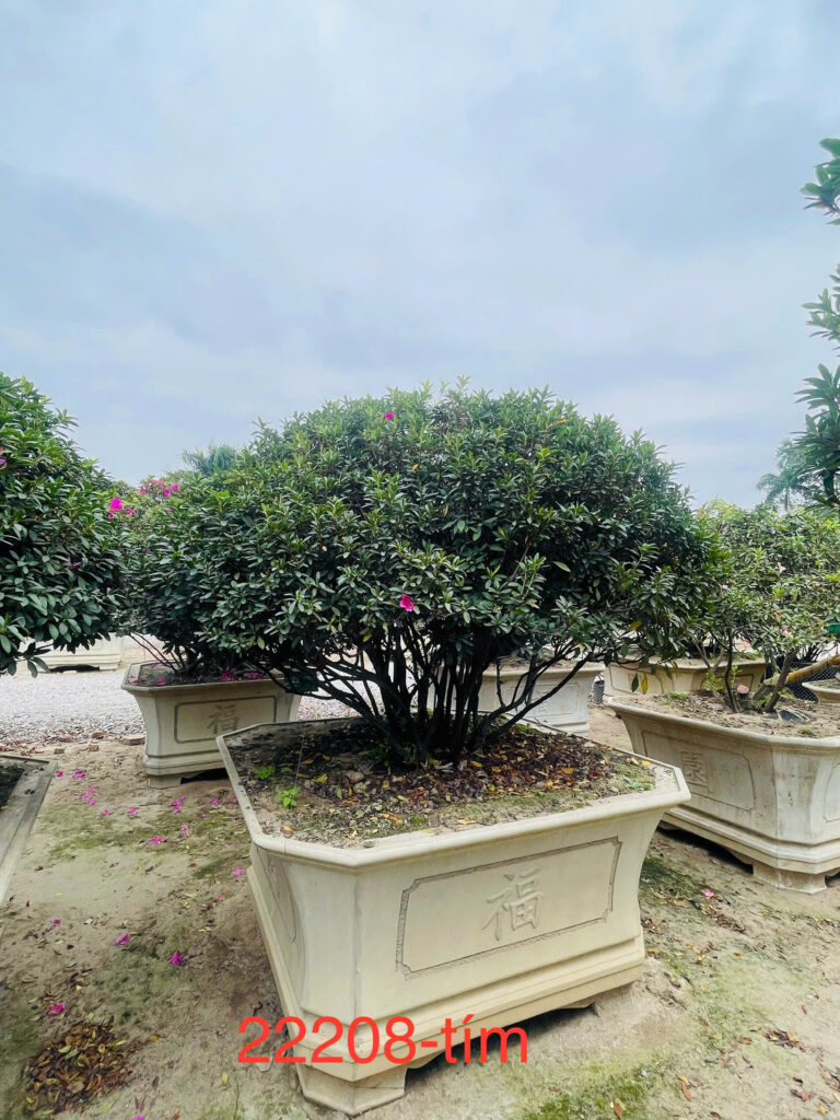 Hoa Đỗ Quyên 22208
