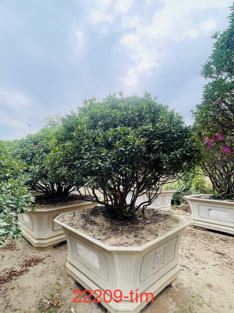Hoa Đỗ Quyên 22209