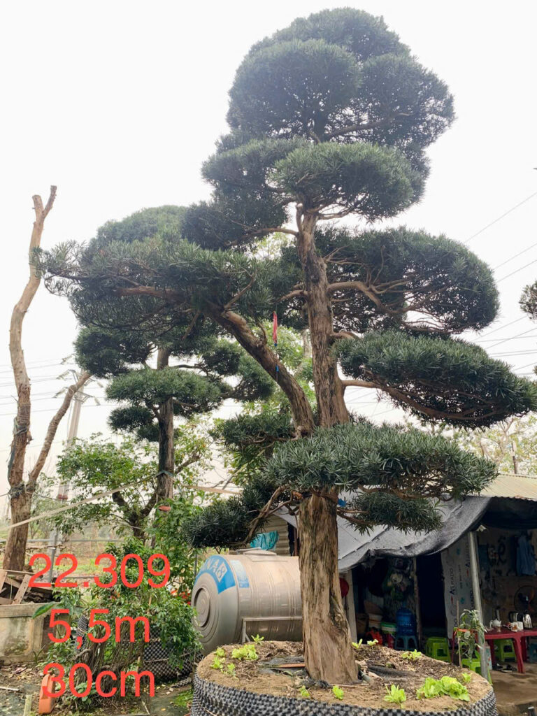 Tùng La Hán 22309