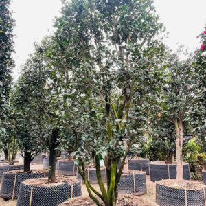 Hoa trà hồng 22451