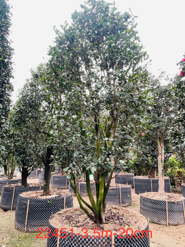 Hoa Trà Hồng 22451