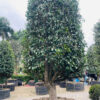Hoa Trà hồng 22468