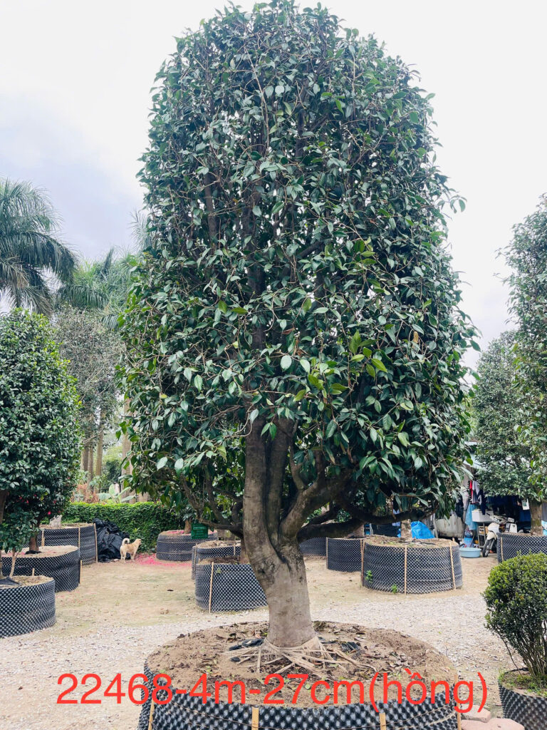 Hoa Trà Hồng 22468