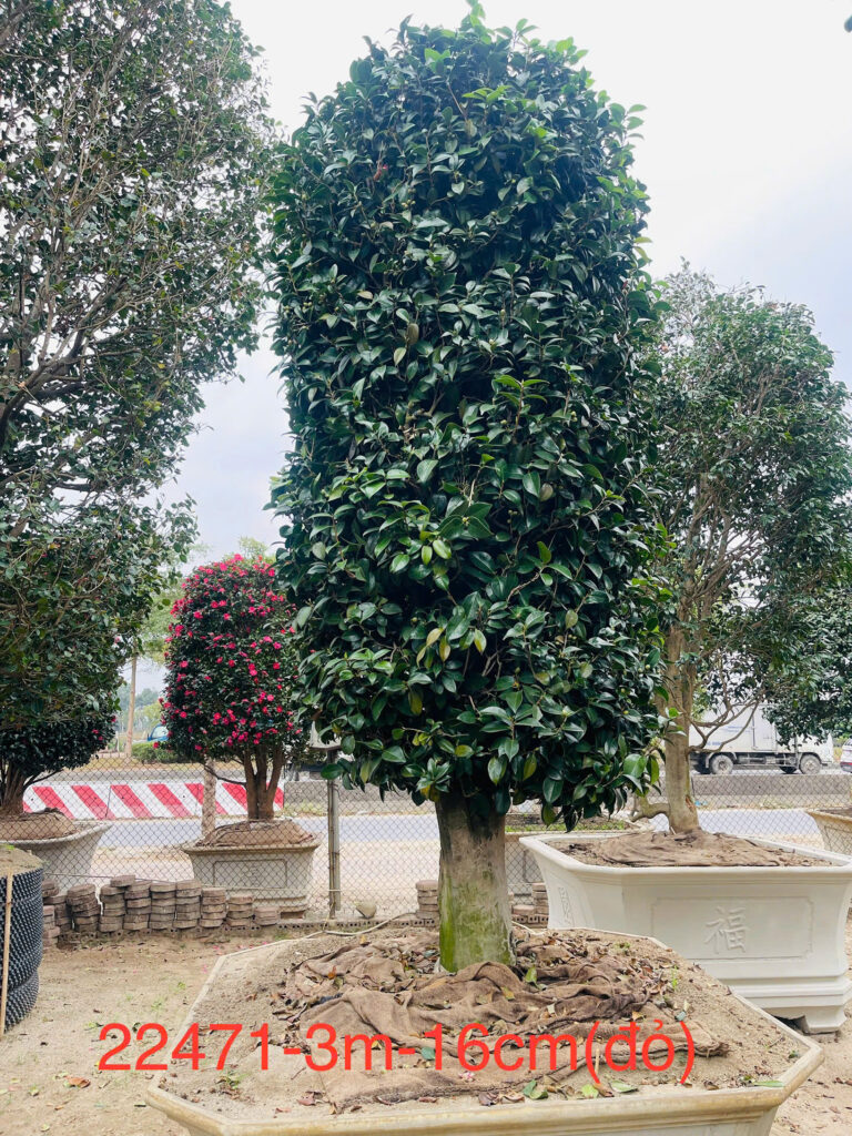 Hoa Trà Đỏ 22471